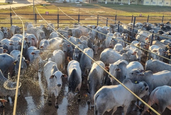 Pontes e Lacerda (MT) recebeu 1.121 animais para avaliação na 3ª etapa nacional do Circuito Nelore de Qualidade 2023