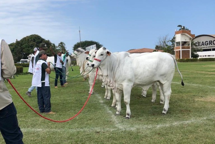 11ª Exponel de Vila Velha (ES) é a última Exposição “Ouro” da raça Nelore em 2023