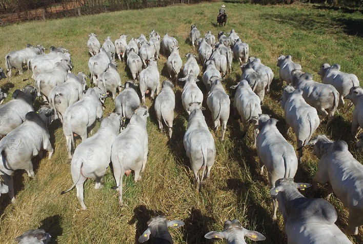 Reprodutores de qualidade genética são ofertados no 25º Megaleilão Nelore CFM com condições especiais de pagamento e frete