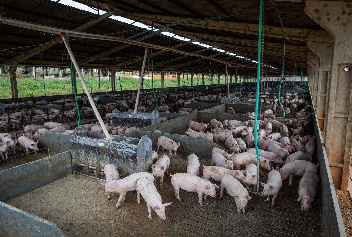 Desempenho do suíno, na granja, na 30ª semana de 2023, última de julho corrente