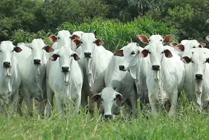 Novidade: pecuarista pode comprar genética pela internet