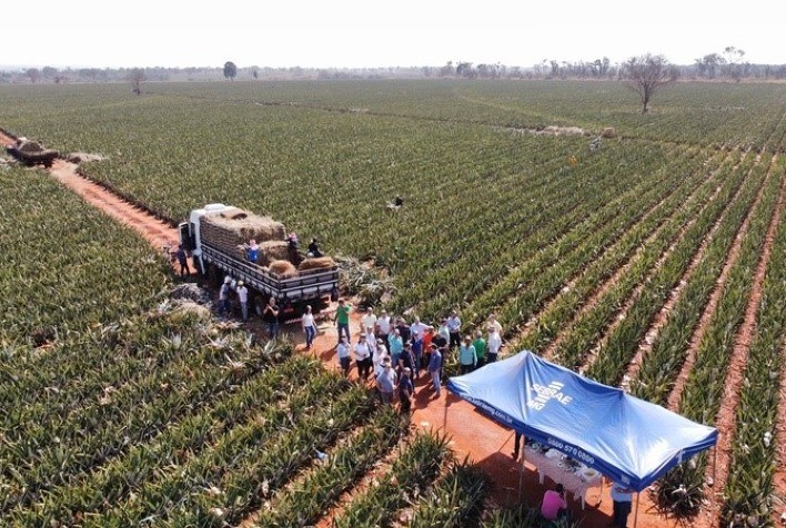 9ª Feira de Agronegócios do Abacaxi será realizada em Aparecida de Minas