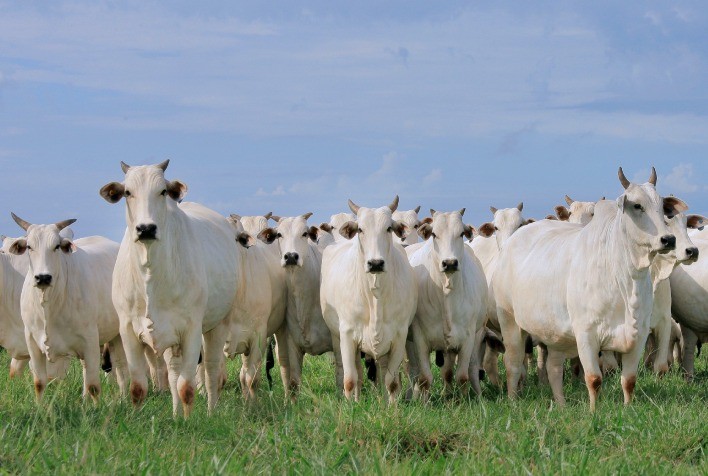 Estudo da Unifesp calcula a influência da produção de carne bovina no Brasil