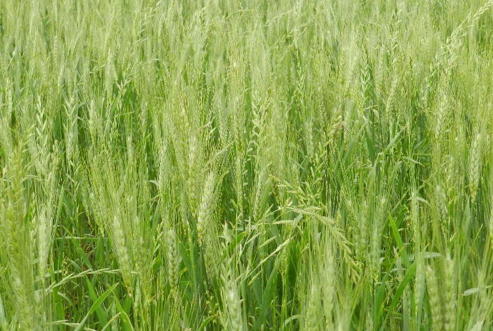 Avanço na resistência de azevém aos herbicidas