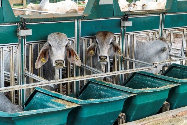 Simpósio sobre a raça Brahman terá anúncio de vencedores da 3ª Prova de Performance e Eficiência