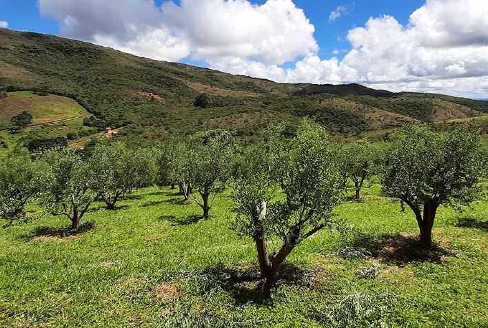 Pesquisa atesta que Brasil produz azeite com padrão de qualidade internacional