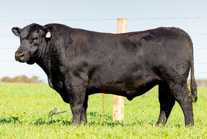 Soldera ofertará animais jovens superiores do Promebo