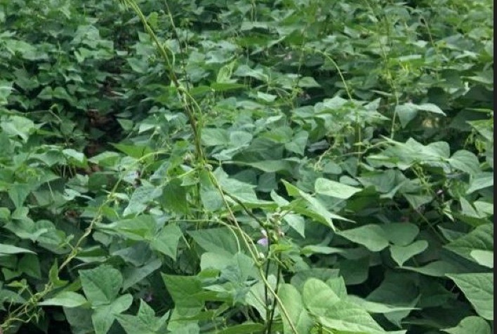 Antracnose, ferrugem e mancha-angular ocasionam perdas de 70% a 100% ao feijoeiro