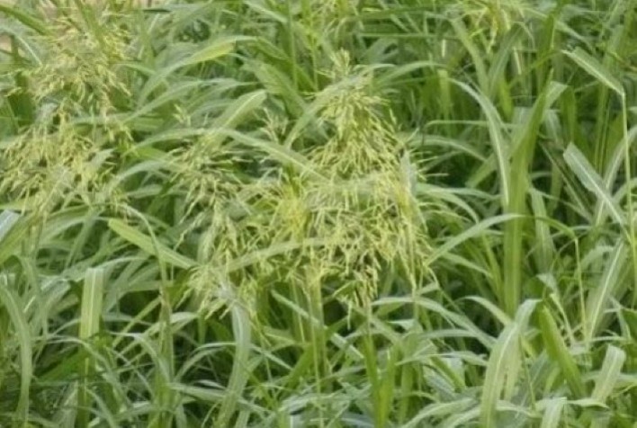 Famasul alerta para aumento da infestação de capim-massambará, ou vassourinha, na safra de milho do MS