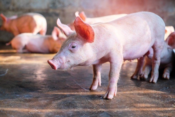 Desempenho do suíno vivo em julho e no acumulado dos primeiros 7 meses de 2023