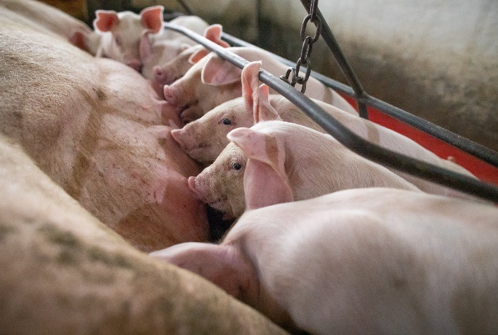 AGRO: Copagril orienta para prevenção de anemia ferropriva e coccidiose em suínos