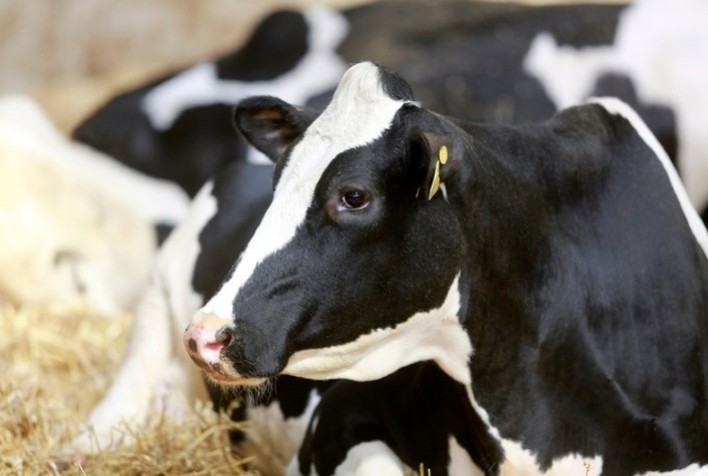 Eficiência genética: Alta apresenta “Vaca de 4 Eventos” na Agroleite 2023
