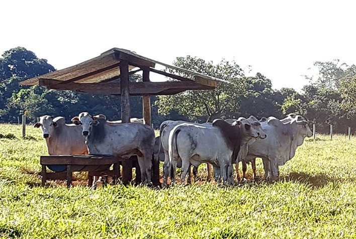 Preço do boi gordo apresenta queda anual de 24,7% neste início de agosto