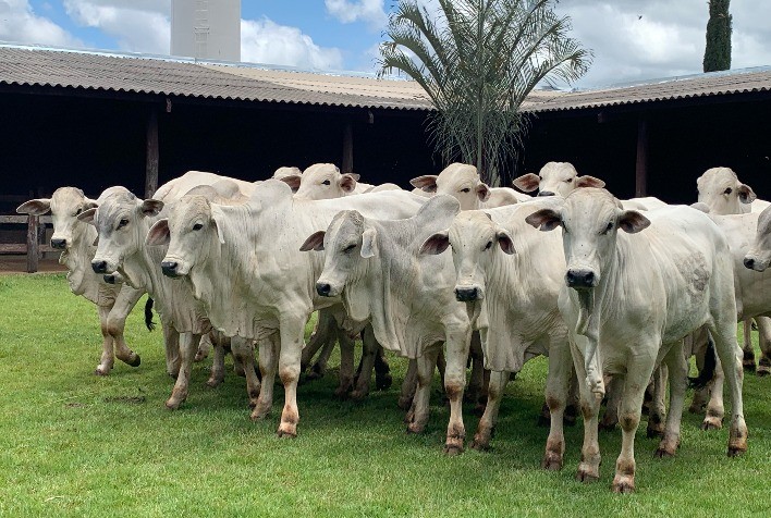 Criadores de Nelore de Uberaba farão mega oferta de genética