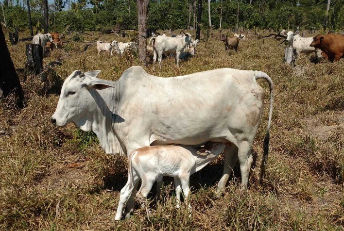 Uso de suplementos minerais proteinados acelera ganho de peso do rebanho na seca