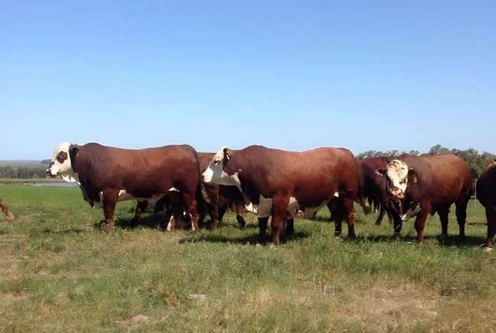 Programa Touro Jovem da Conexão Delta G está na fase final de seleção