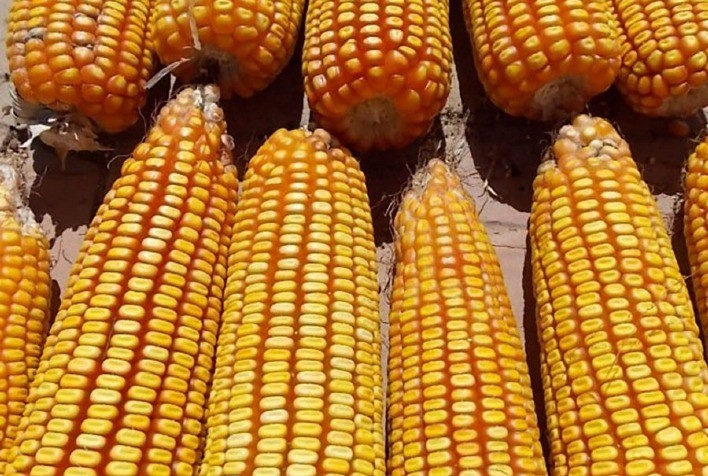 Novo milho híbrido é tolerante a lagartas e ao herbicida glifosato