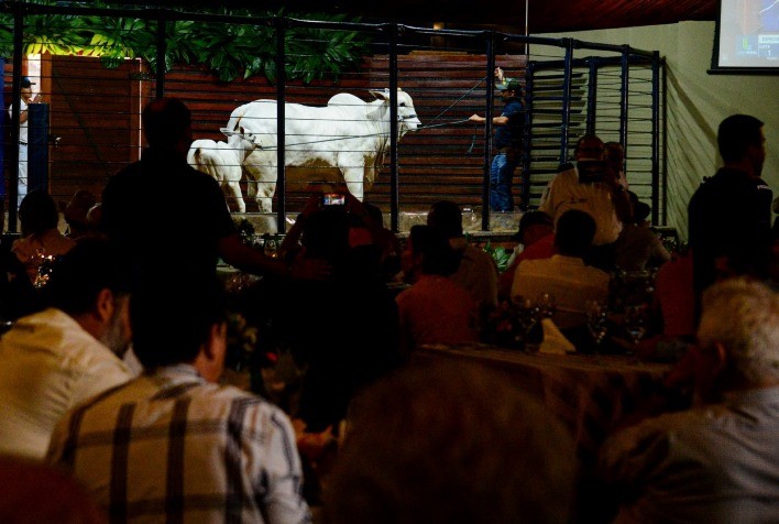 ExpoGenética: temporada de leilões começa no dia 15 de agosto