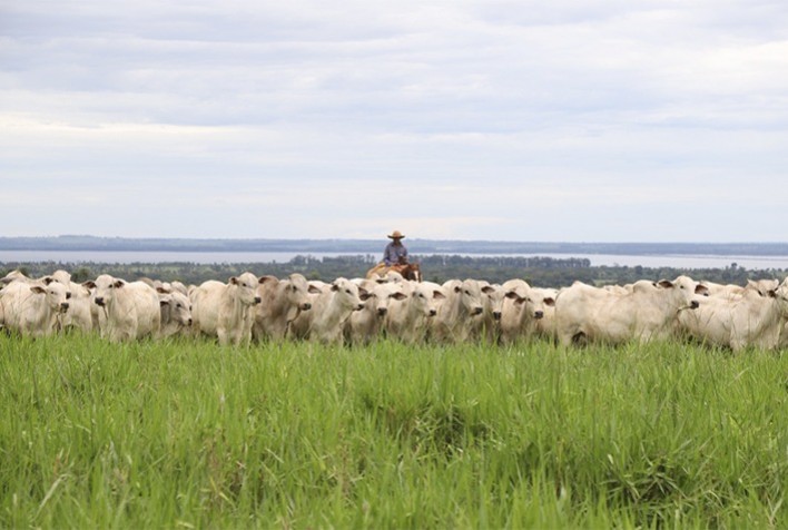 Leilão da grife CV Nelore Mocho comercializou 488 animais para 12 estados do Brasil
