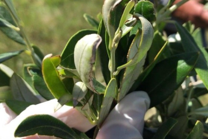 Produção de azeite de oliva aumenta 29%