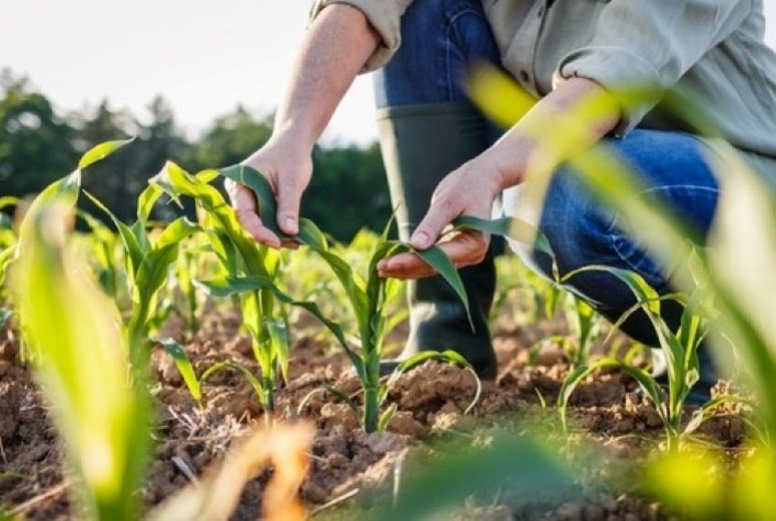 Governo Federal anuncia maior Plano Safra da história e incentiva práticas sustentáveis na agricultura