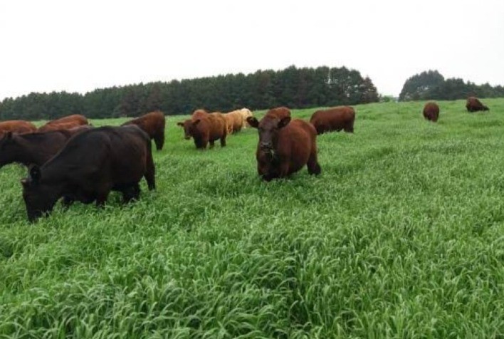 AGRO: 4º Show Rural de Inverno também terá conteúdos sobre pecuária de corte