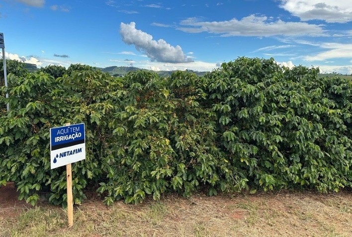 Guy Carvalho: Dicas essenciais para o sucesso na irrigação do café