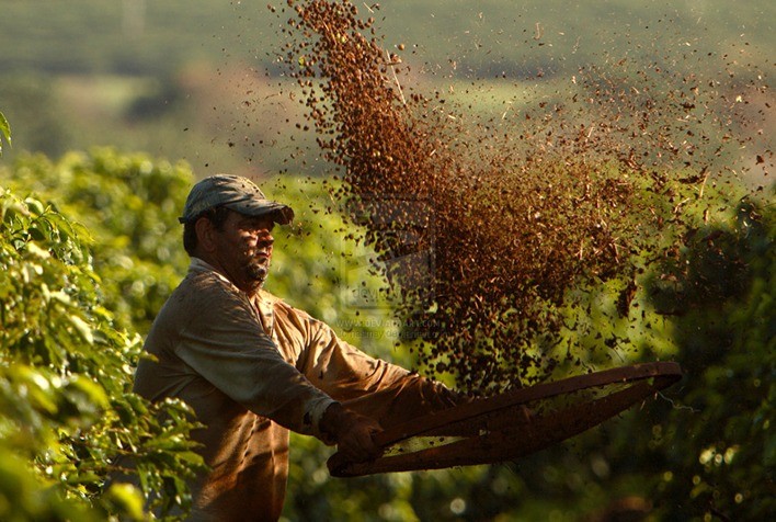 Conab começa pesquisa para o 3° Levantamento da Safra de Café 2023