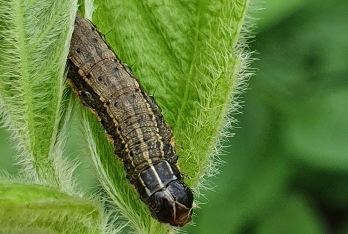 AgBiTech eleva participação no mercado de bioinseticidas
