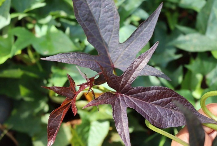 Batata-doce tem potencial para ornamentação de jardins e espaços públicos