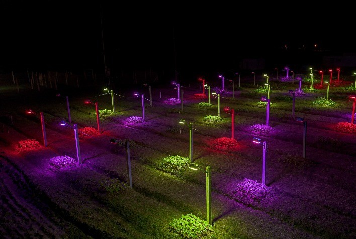 Eficiência e produtividade são objetivos de pesquisa com luminária LED para cultivo de flores