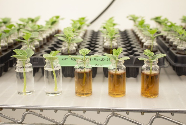 Acadian Plant Health apresenta alga marinha altamente produtiva e sustentável para a agricultura brasileira, no Congresso Andav
