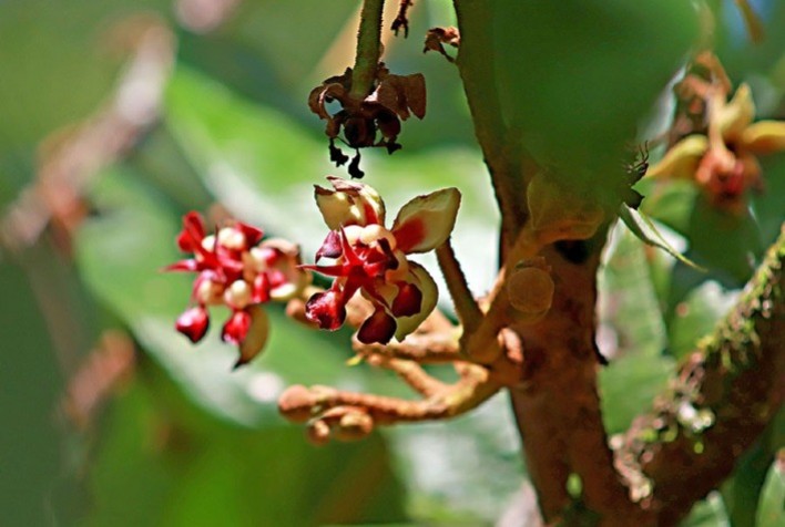 Bioeconomia inclusiva na Amazônia pode beneficiar 750 mil famílias