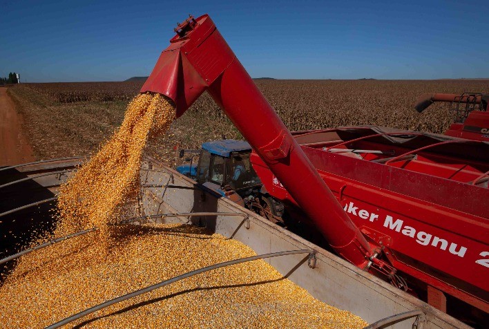 Colheita do milho safrinha segue atrasada no MS, com desvalorização de 3,45% no preço da saca na semana