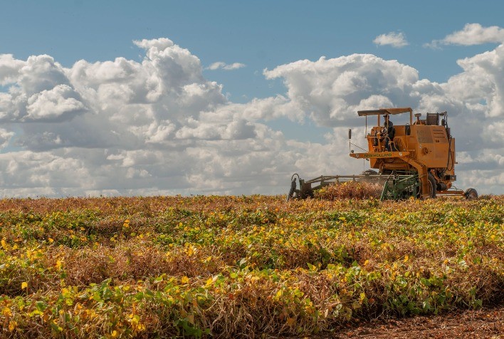 Agro em Dados de agosto abre espaço para a produção de feijão em Goiás
