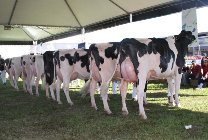 Raça holandesa registra mais de 160 inscrições de animais para a Expointer 2023