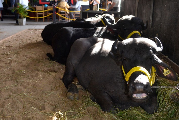 Búfalos superam meta de inscritos e 60 animais serão apresentados na Expointer