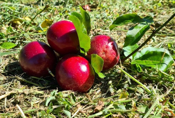 Métodos inovadores potencializam melhoramento genético do maracujá