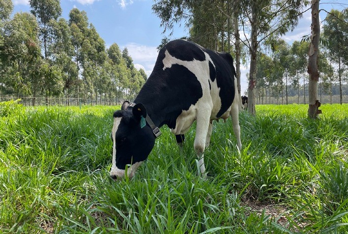 Tecnologias para produção de leite de baixo carbono serão apresentadas na Expoforest