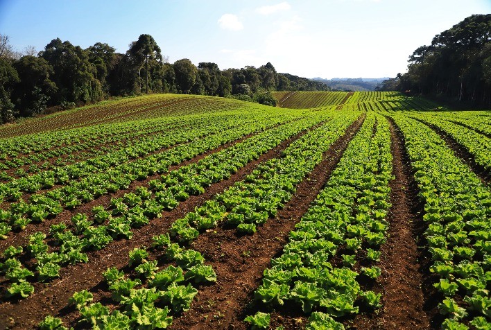 Com grande impacto social, olericultura gerou R$ 6,8 bilhões ao Paraná em 2022