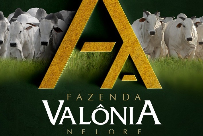 Leilão Virtual Touros Valônia oferta 200 touros e matrizes Nelores PO
