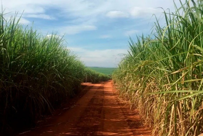 Jalles Machado bate recorde em produção de açúcar no 1º tri da safra