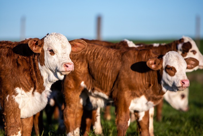 Leilão de embriões Braford de campeões será realizado dia 17