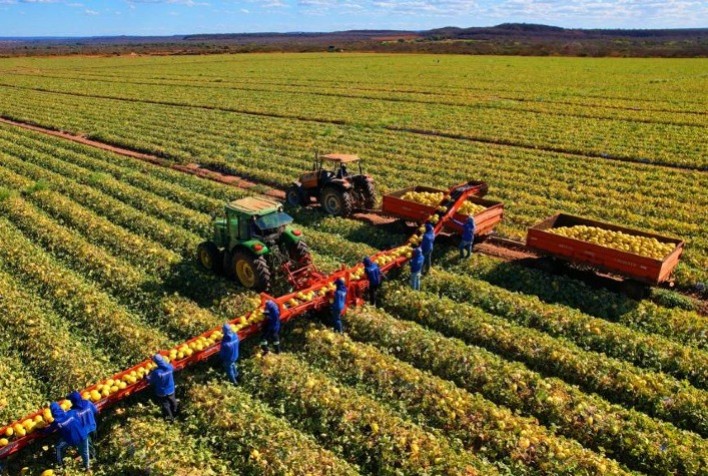 Cearense Cemag lança nova máquina colheitadeira de frutas