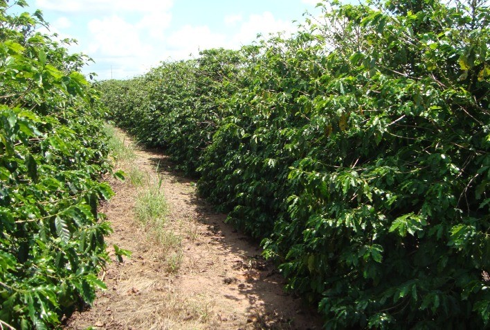 Workshop aborda desafios dos nematoides na cafeicultura do Cerrado