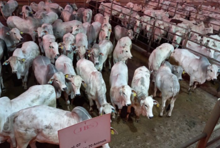 Confresa (MT) recebe a 5ª etapa do Circuito Nelore de Qualidade