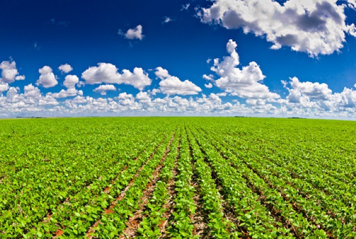 Nutrição da soja movimentou US$ 16,2 bilhões na safra 2022-23