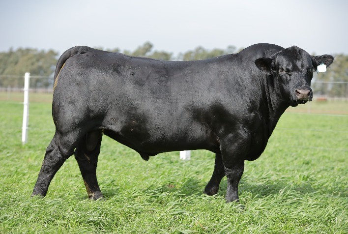 Rincon Code 2023 chega com trilogia Angus, Brangus e Ultrablack