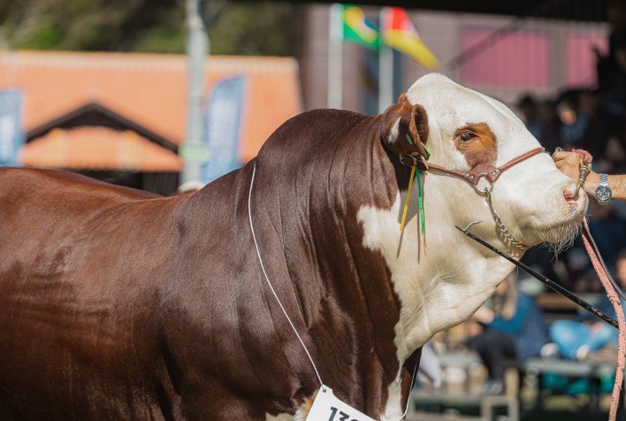 Braford é a raça com maior número de bovinos de corte de argola na Expointer