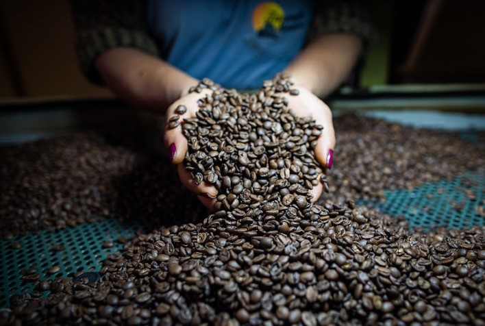 Café: Com colheita na reta final, mercado estende baixas no arábica nesta 3ª feira